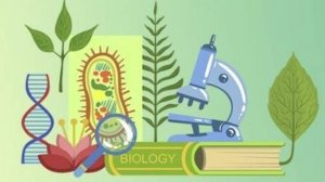 Биология 6 класс.  Координация и и регуляция.--