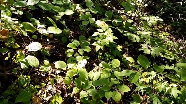 85 лет Приморскому краю. Выпуск 4.  Женьшень.