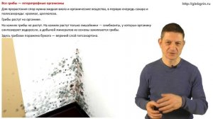 Плесень на стенах. Растут ли грибы на каменной кладке?