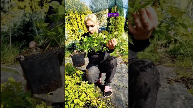 Клематис (ЛИАНА) Виноградолистный - из нашего питомника Дивный сад.