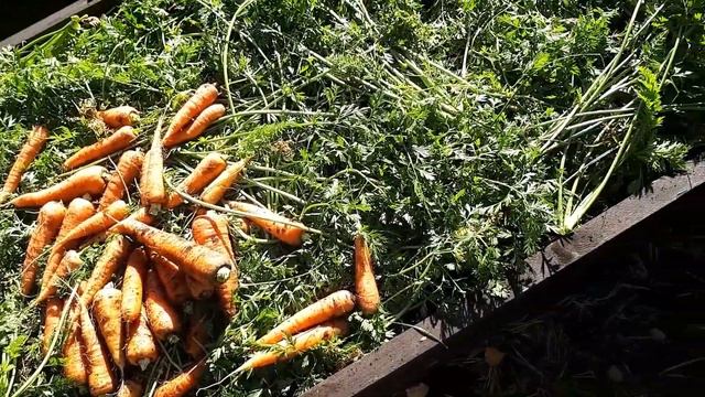 Готовлю грядки под кабачки с осени. Убираю морковь после заморозков. Сажаю чеснок.
