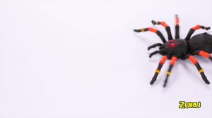 Tarantula-1080HD