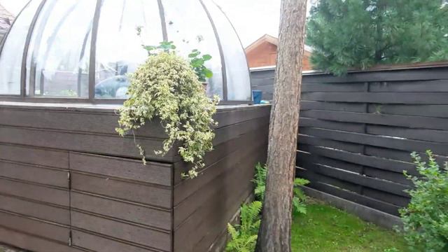 Окна на веранду ставить не будем. Белочки. От дождей заболели цветы