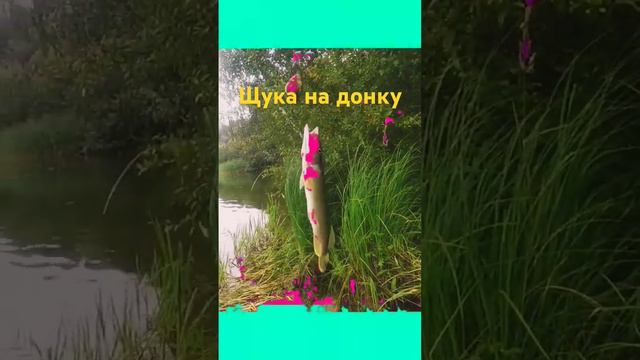 Щука на донку #рыбалкавидео