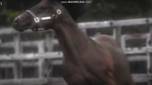 Тик ток лошади