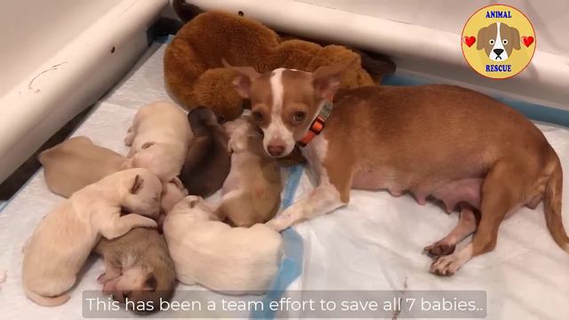 60 days heartbreaking journey from a stray pregnant mom, giving birth to 7 puppies!