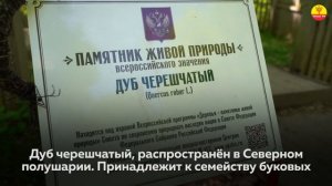 Старейшина Чувашских Дубрав