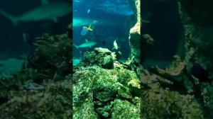 Океанариум (Австралия. Сидней). Октябрь 2011 г.