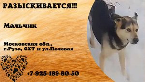 Пропала собака! Мальчик. Московская обл, г.Руза