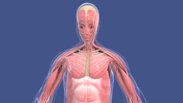 Как снизить гормон стресса – кортизол_ Секреты спокойствия