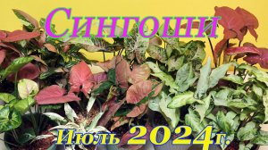 сингоши июль 2024