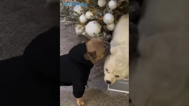 Странных животных люди заводят под Новый год🐻❄️😂 ( видео про собак )