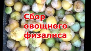 Сбор урожая овощного физалиса. Ягодный физалис не успел созреть до заморозка.