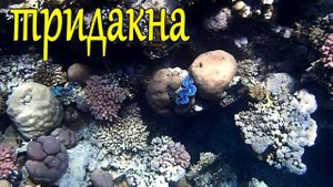 Западнее Химок - Sunrise Montemare Resort, Шарм-эль-Шейх, Египет в октябре 2019