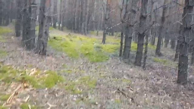 Часть 1. Отдых в тайге. Ищем грибы. Засадили вездеход в болоте.