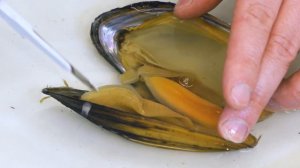 Моллюски, вскрытие. Марьинский.