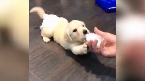 Подборка приколов с животными