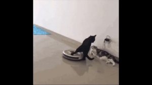 Прикольные милые животные