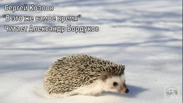 Сказки С. Козлова. В это же самое время