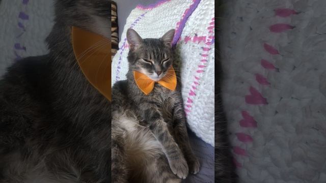 Путешествие с котом. Бирка