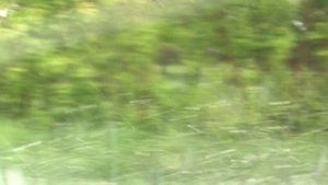 Дождь с градом. д. Красная заря. Ефремов