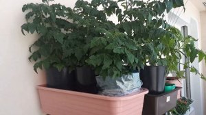 Обзор рассады томатов, перцев, баклажанов 10 апреля.