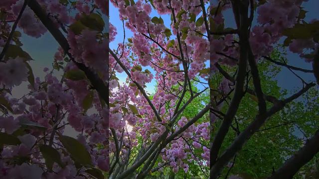Парк Ленина, Белгород. Lenin Park, Belgorod. #белгород  #цветы  #парк #belgorod  #flowers