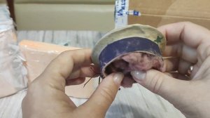 Редкие елочные игрушки СССР