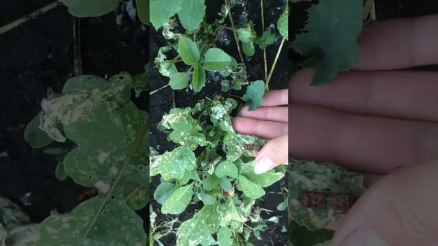 Атаковали красные жуки  #дом #огородныедела #садогород