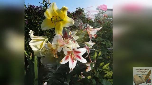 12+ Прогулки по саду