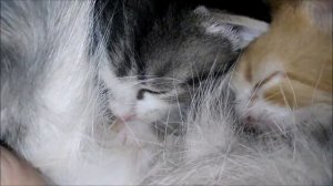 Котята сосут кошку крупным планом