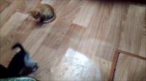 Котята резвятся. Веселые котята. Три кота