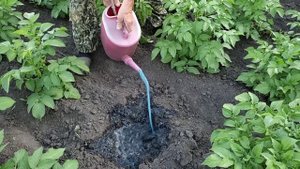 Покажем результаты нашего труда. Обрабатываем картошку от чёрной ножки.