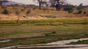 HD Львиное Королевство - Охотник на Гигантов 2 из 3