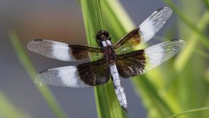 Музыка для отдыха