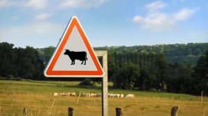 Mad fly - Бешеная муха (360p)