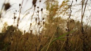 Практика на активацию жизнелюбия "Я люблю тебя жизнь"