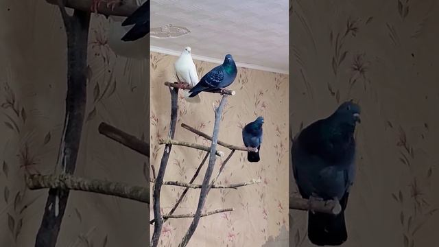 Птицы отдыхают на ветках #голубь #чайка #галка #птицы #birds