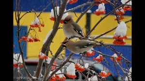 2024 А. Гришина - Сердце земли моей