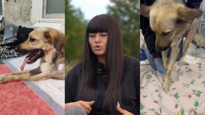 Сабака есть единственное животное, верность которого не поколебима. (Ж. Бюффон)