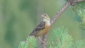 Садовая овсянка  ( Emberiza hortulana )