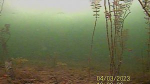 Окунь под водой