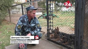 От игривых щенков до защитников как растят будущих героев в димитровградском питомнике