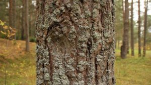 Активация уверенности и веры в себя
«Я тот, который»