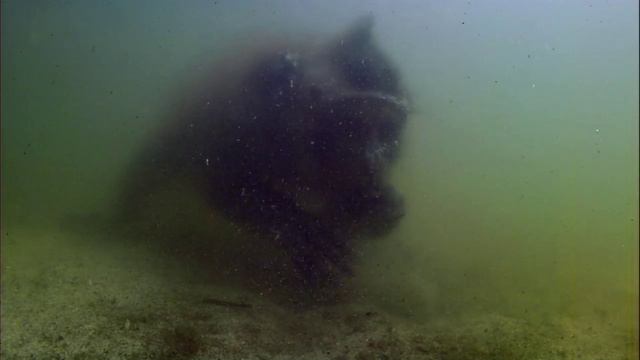 В Бангладеш реки Ганг и Брахмапутра, сливаясь, образуют самую большую дельту в мире.