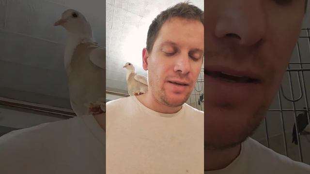 Любимое занятие наших кабачков #голуби #pigeon #птицы