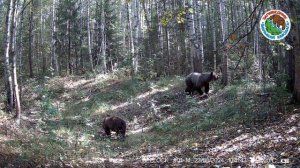 🐻 Медведица с медвежатами в заповеднике “Большая Кокшага”