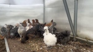 Куры-экзоты 2024 из коллекции Генофонд (Сергиев Посад)