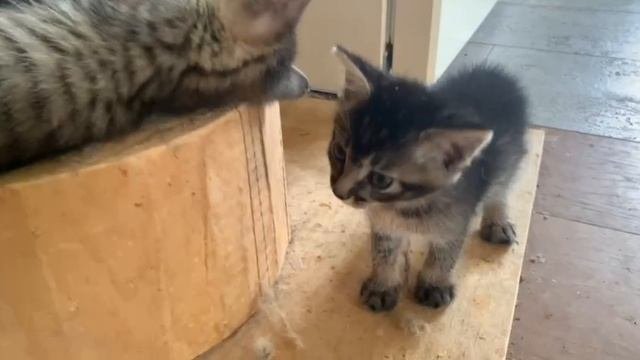Котята мышеловы в добрые руки
