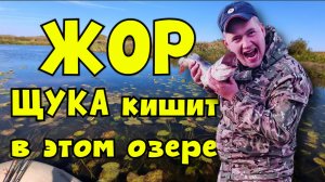 Жор щуки — время выйти на охоту со спиннингом!